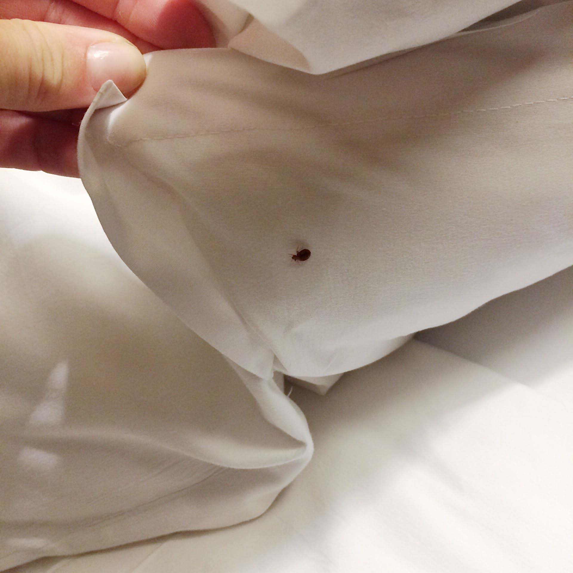 bed-bug-under-the-blanket