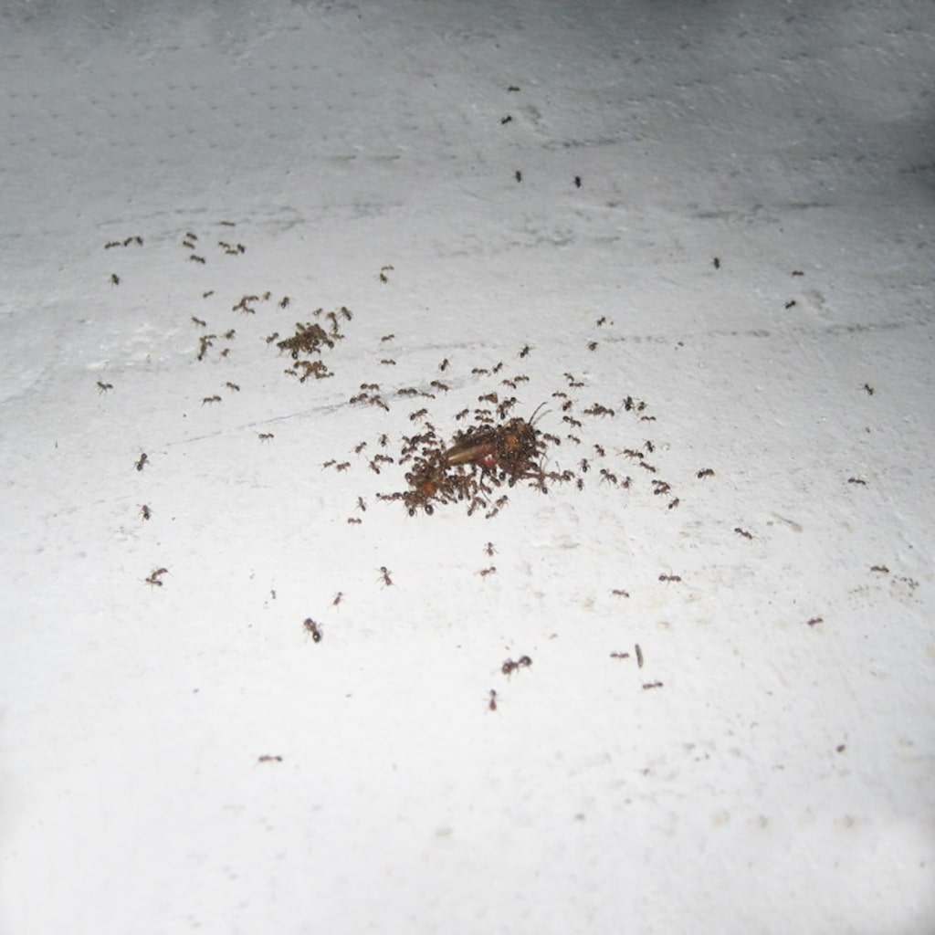 ants