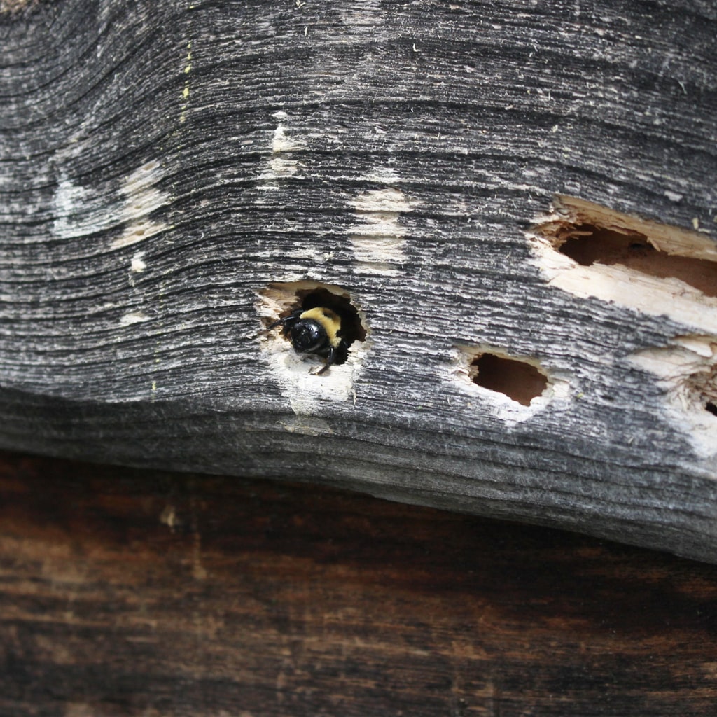 bee