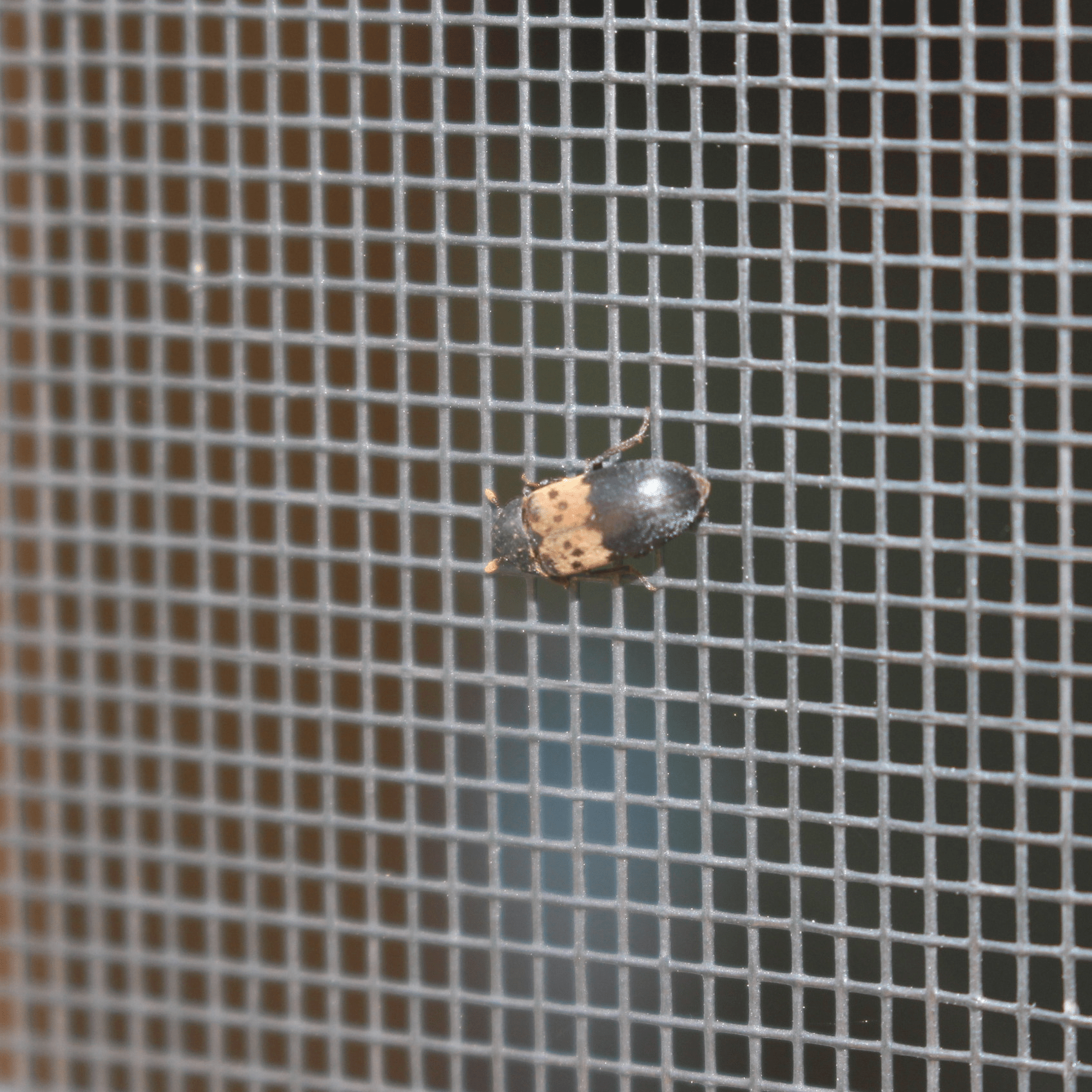 beetle