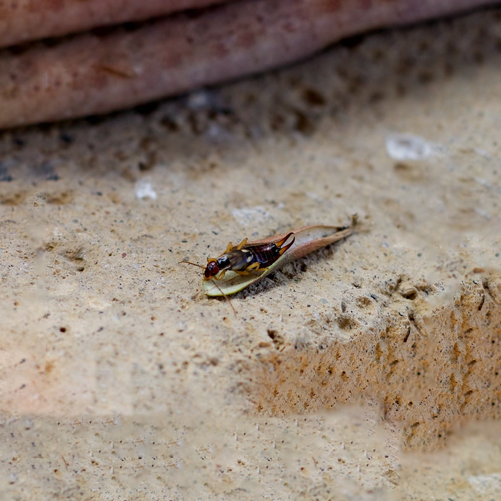 earwig