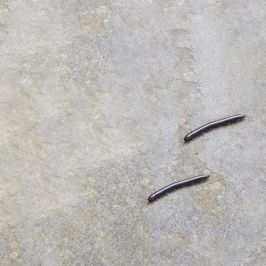 millipedes