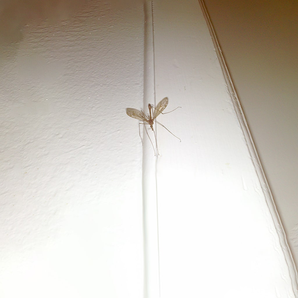 mosquitoe
