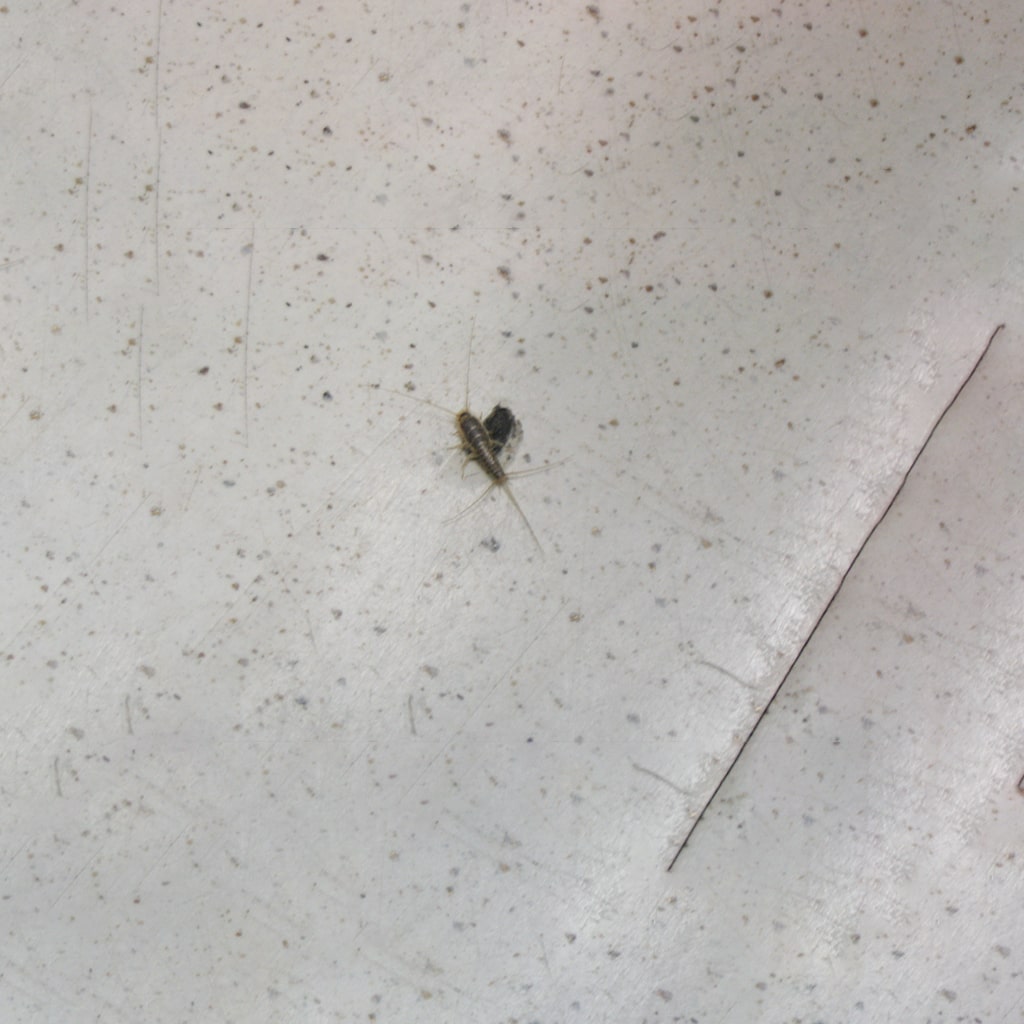 silverfish