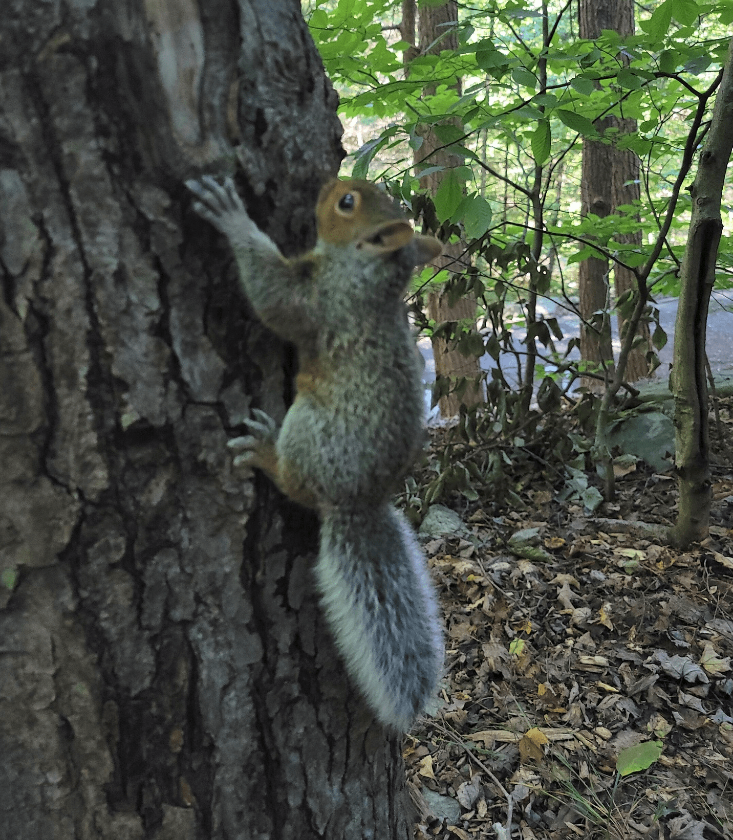 squirell