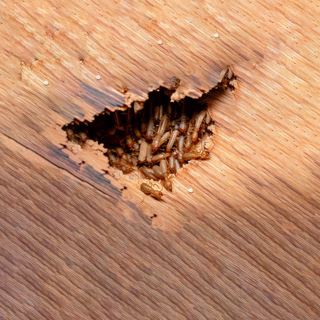 termites-wood
