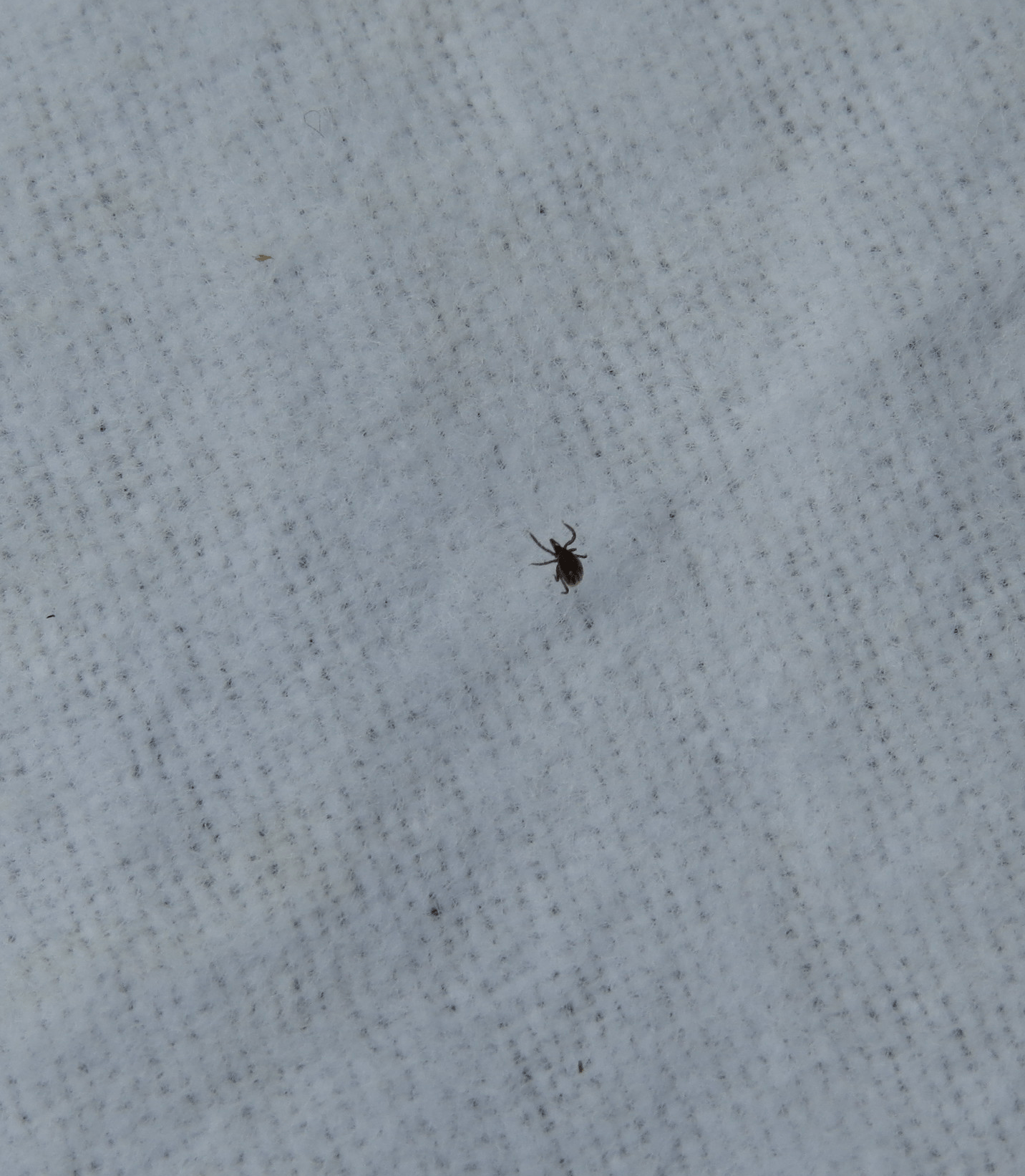 tick