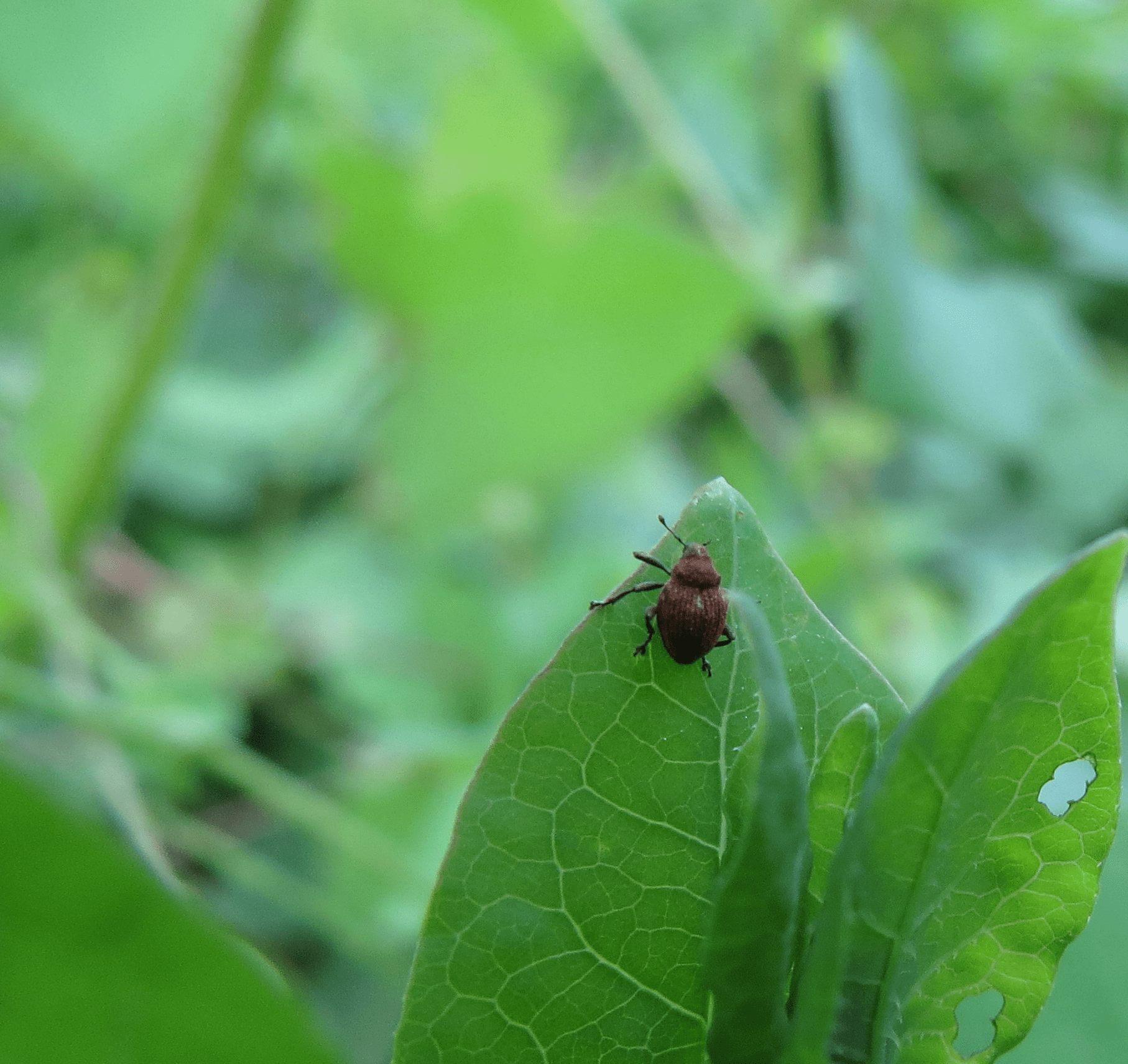 weevil